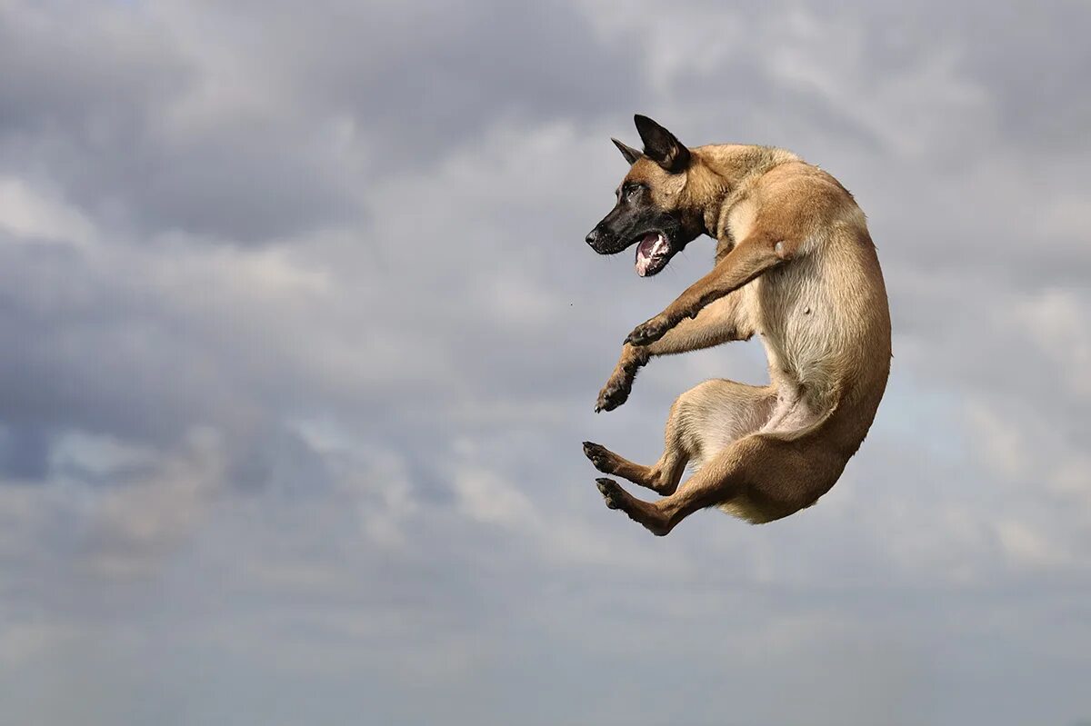 Почему собаки не летают. Овчарка малинуа прыжки.