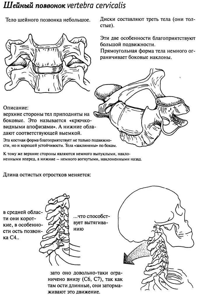 Тело позвонка шейного. Атлант позвонок шейного отдела. Позвонок Атлант вправление. 7 Шейный позвонок строение. Шейные позвонки 7 позвонков.