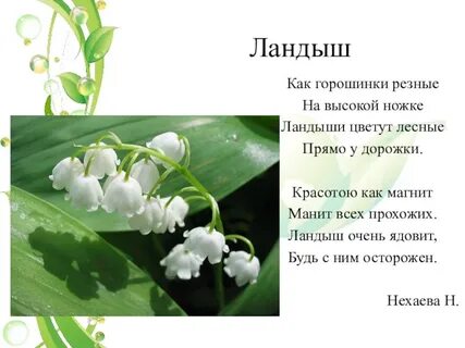 Ландыши какой падеж