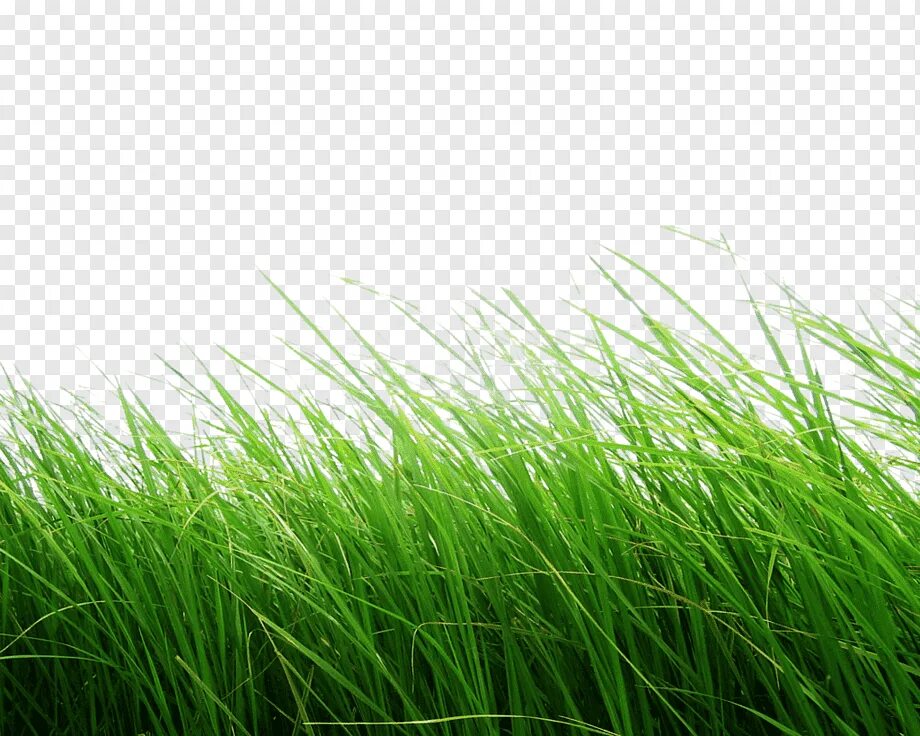 Г. Орхидеи кладезь-букс. Май богат цветами текст. Газон текст. Травяные слова.