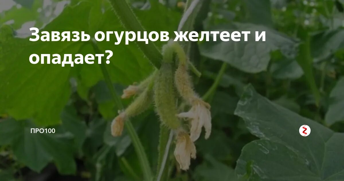 Завязь огурцов желтеет и не развивается. Желтеют и опадают завязи огурцов. завязь для огурцов. огурцы желтеют завязи. опадает завязь на огурцах.