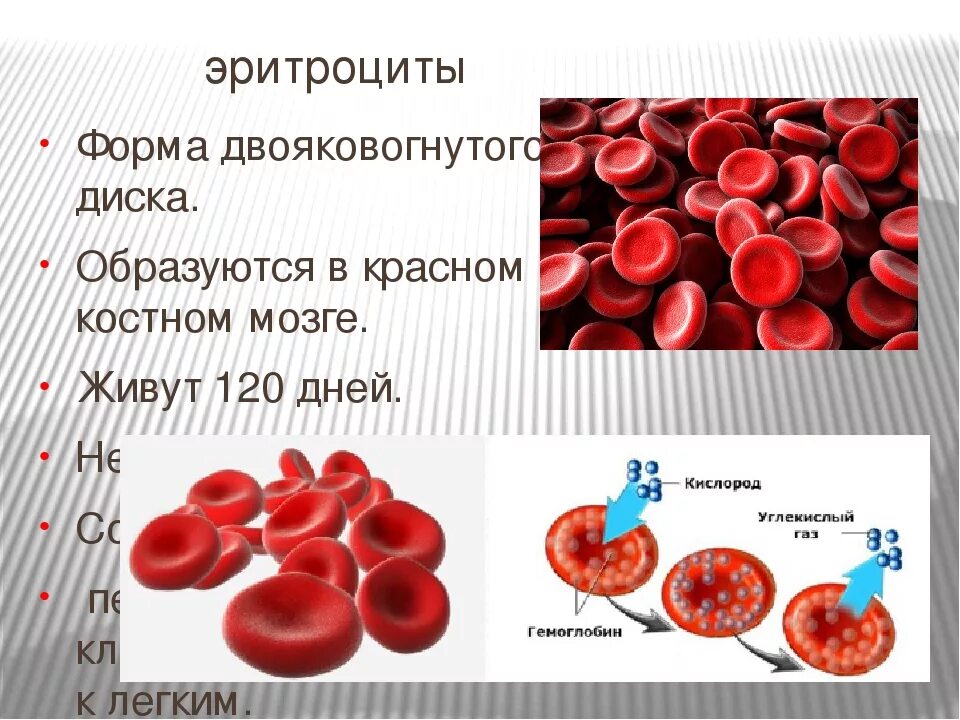 Эритроцит функции клетки. Строение эритроцитов в крови человека. Строение эритроцитов 8 класс. Строение человеческого эритроцита. Эритроциты строение клетки.