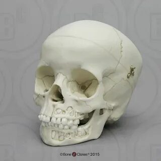 Черепной детские