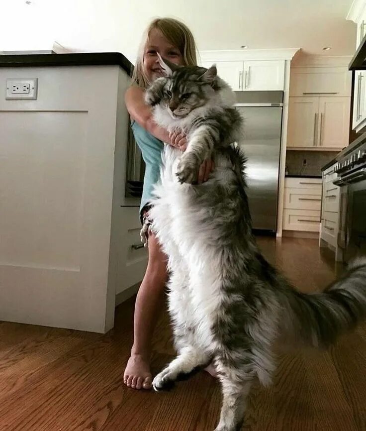 Pin by Елена Балакирева on Мейн кун Animals, Cats