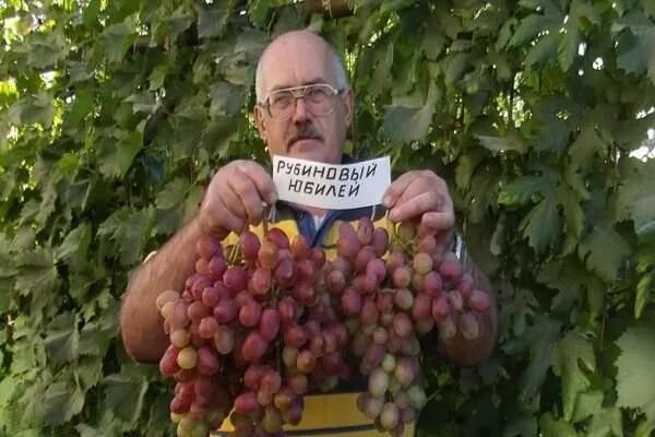 Рубиновый юбилей описание сорта. Рубиновый римский виноград. виноград рубин. сорт винограда римский рубин. римский рубиновый ruby roman виноград.
