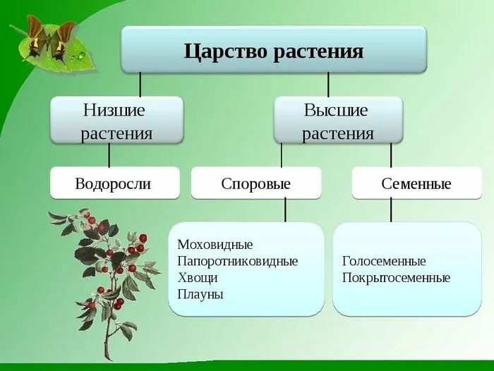 Жизнь растений в 6. Царство растений споровые растения. Схема царство растений по биологии 5 класс. Высшие и низшие растения 6 класс биология таблица. Царство растений 5 класс.