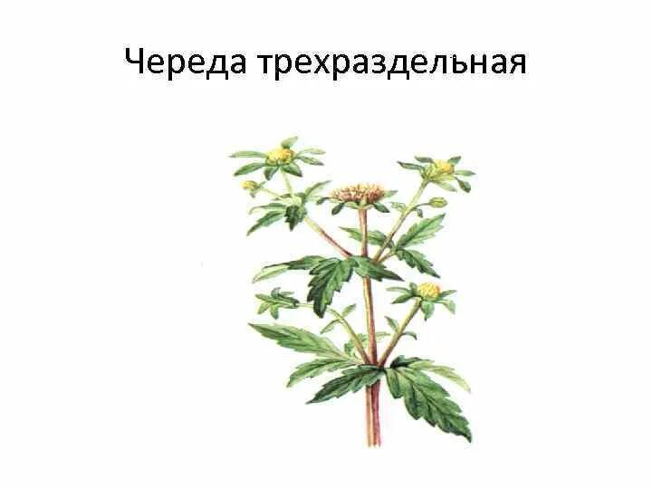 Ждать череда. Череда трехраздельная плод. череда трехраздельная фармакогнозия. череда трехраздельная гф. череда трехраздельная рисунок.