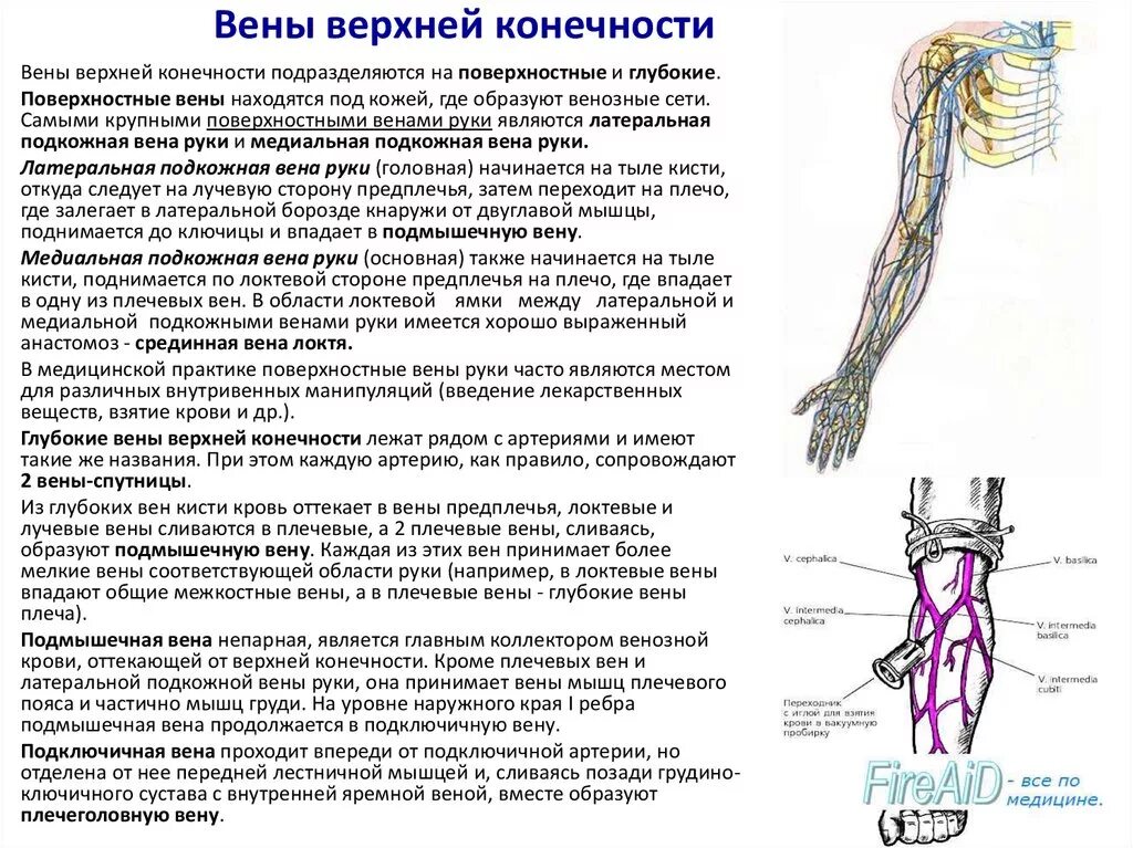 УЗИ сосудов вен верхних конечностей протокол. Подкожные вены верхней конечности таблица. УЗИ вен верхних конечностей протокол тромбофлебит. УЗИ артерий верхних конечностей протокол.