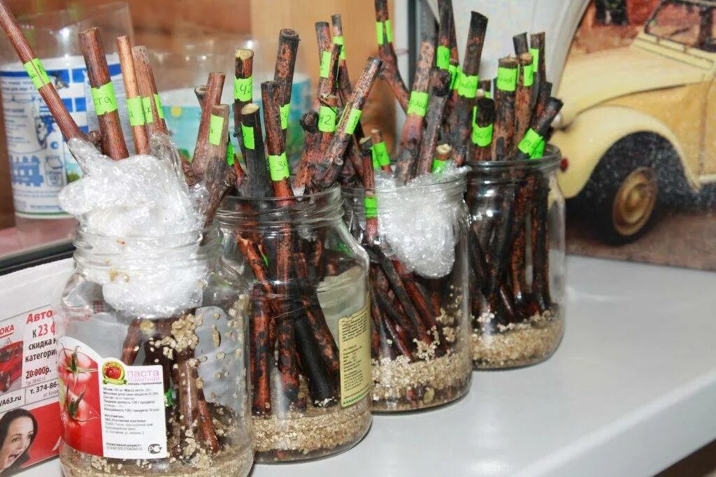 Заготовка черенков яблони для весенней прививки. Хранение чубуков винограда до весны в погребе. Хранилище для саженцев. Хранение саженцев в подвале. Хранение черенков зимой.