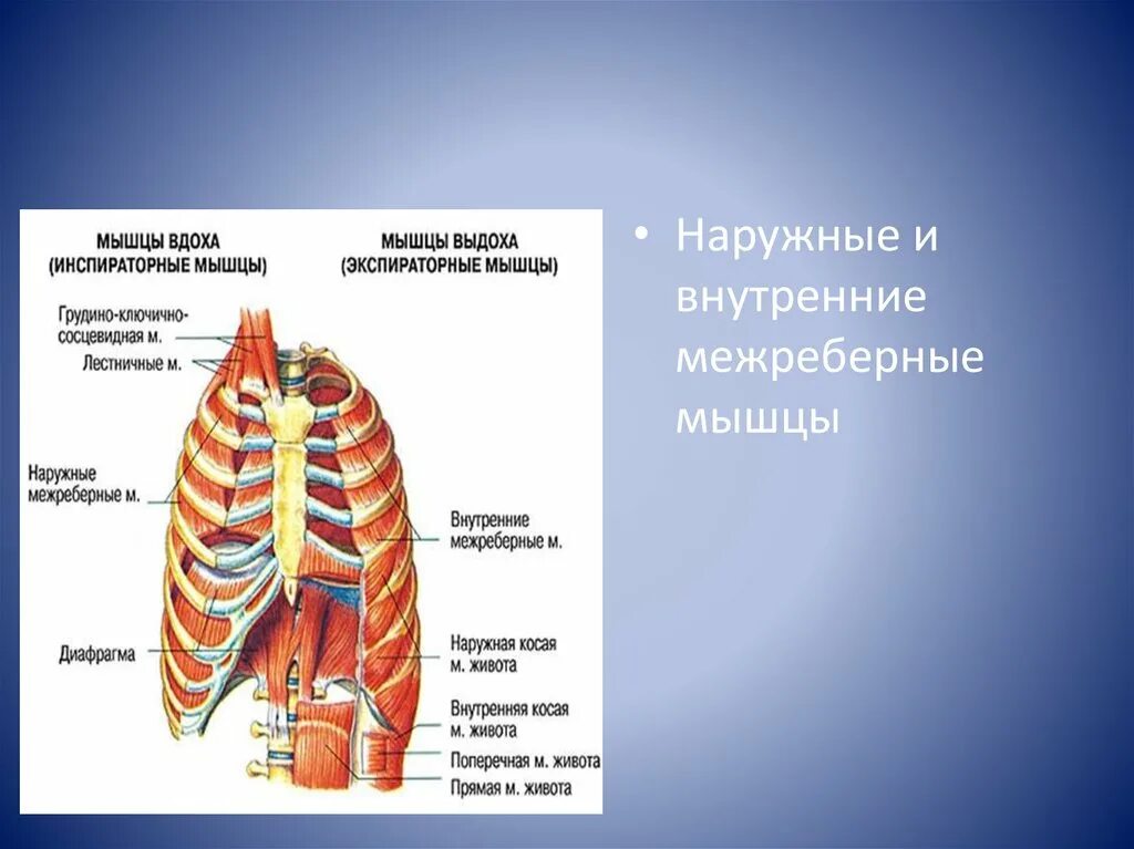 Наружные и внутренние межреберные мышцы. Внутренние межреберные мышцы. Межреберные мышцы и диафрагма. Самые внутренние межреберные мышцы.