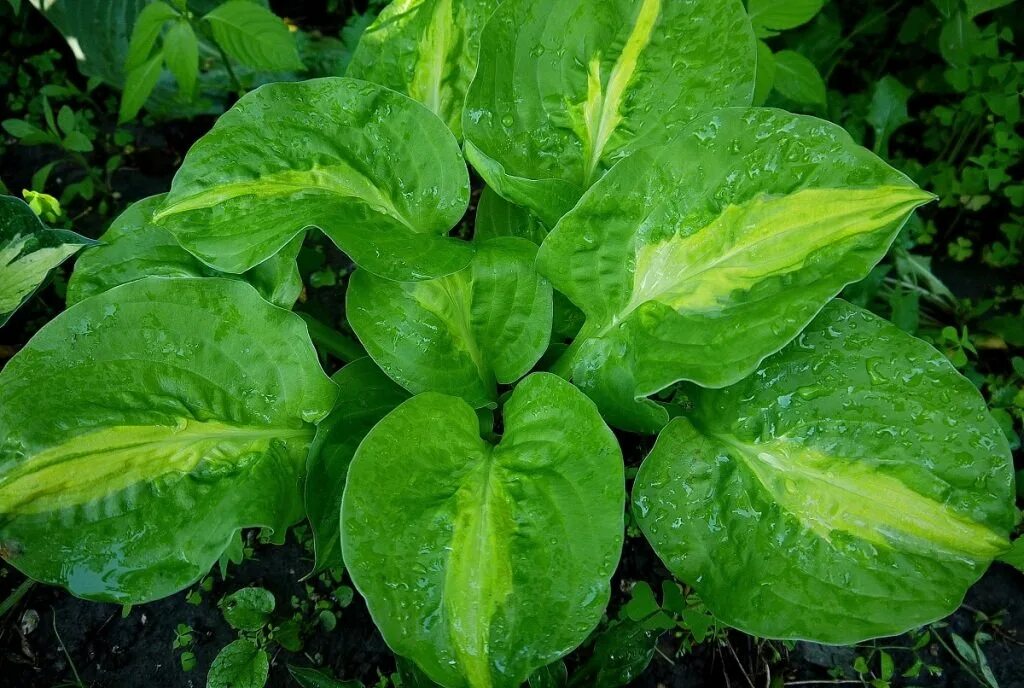 Хоста манго танго фото. Хоста манго танго. Хост танго манго. Хоста манго танго. Хоста гибридная манго танго.