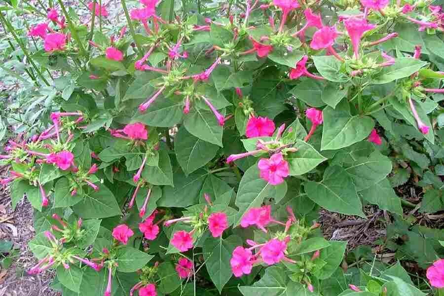 Какой процент ночной красавицы с розовыми цветками. Мирабилис ялапа цветок. Мирабилис ночная красавица. Мирабилис 1 куст.