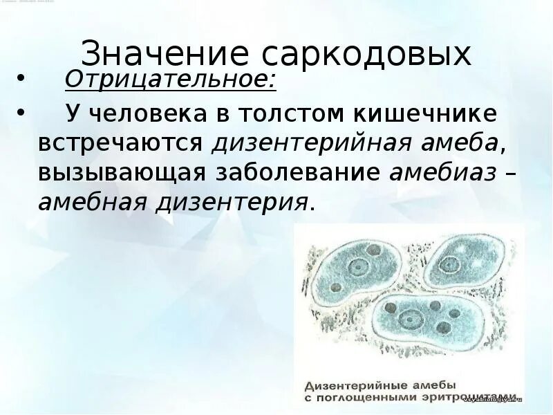 Дизентерийная амеба уровень организации. Дизентерийная амеба уровень организации. Дизентерийная амёба саркодовые. Жизненные формы дизентерийной амебы. Дизентерийная амеба уровень организации.