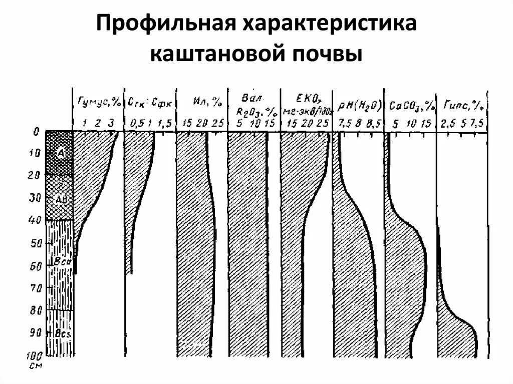 Почвенный профиль каштановых почв. Почвенный Горизонт каштановых почв. Строение почвенного профиля каштановых почв. Каштановые почвы характеристика. Каштановые климат