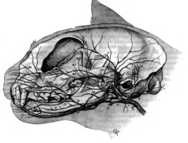 Мозг кошки. Кровеносные сосуды головы крупного рогатого скота.