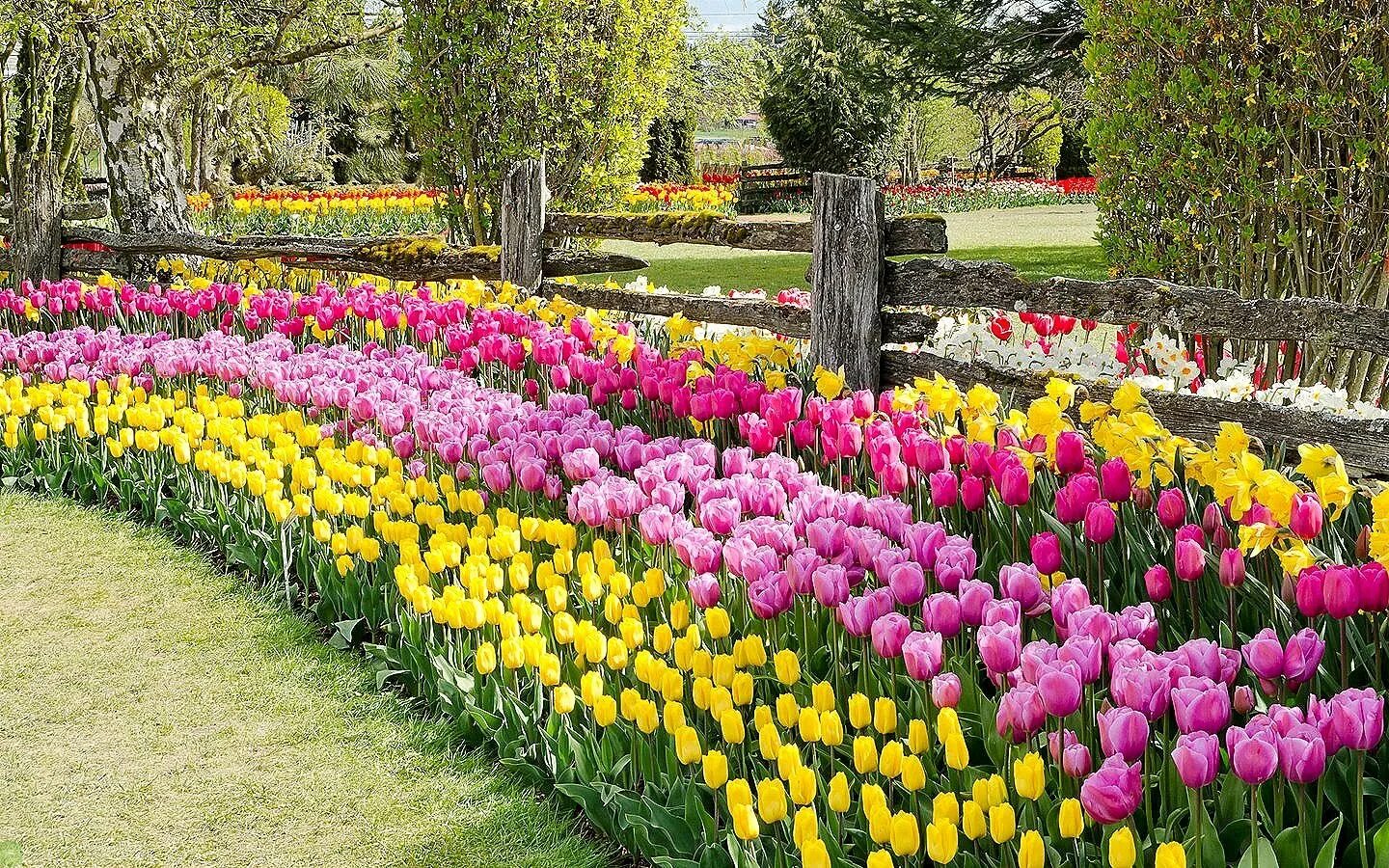 Цветы тюльпаны и нарциссы. Рабатки с тюльпанами клумбы. Мускари на клумбе. Тюльпаны и нарциссы на клумбах. Крокус, тюльпан, гиацинт, нарцисс, рябчик.