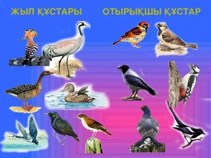 Жастардың анустарының әдемі фотосуреттері