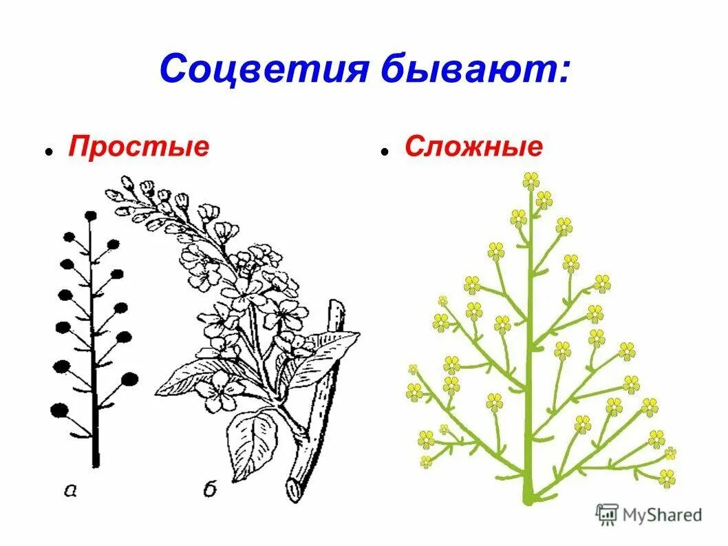 Соцветия. Простые соцветия. Строение соцветия. Соцветие кисть. Какое из перечисленных соцветий относят к сложным