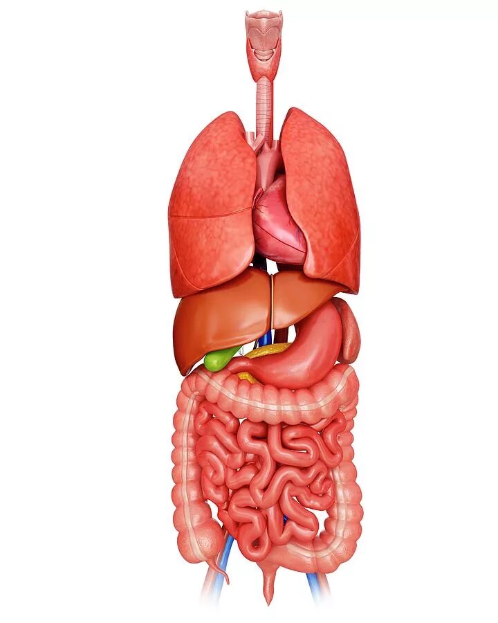 Отдельные органы человека. Органы человека. Внутренние органы пищеварительной системы. Здоровые внутренние органы. Анатомия человека внутренние органов пищеварения.