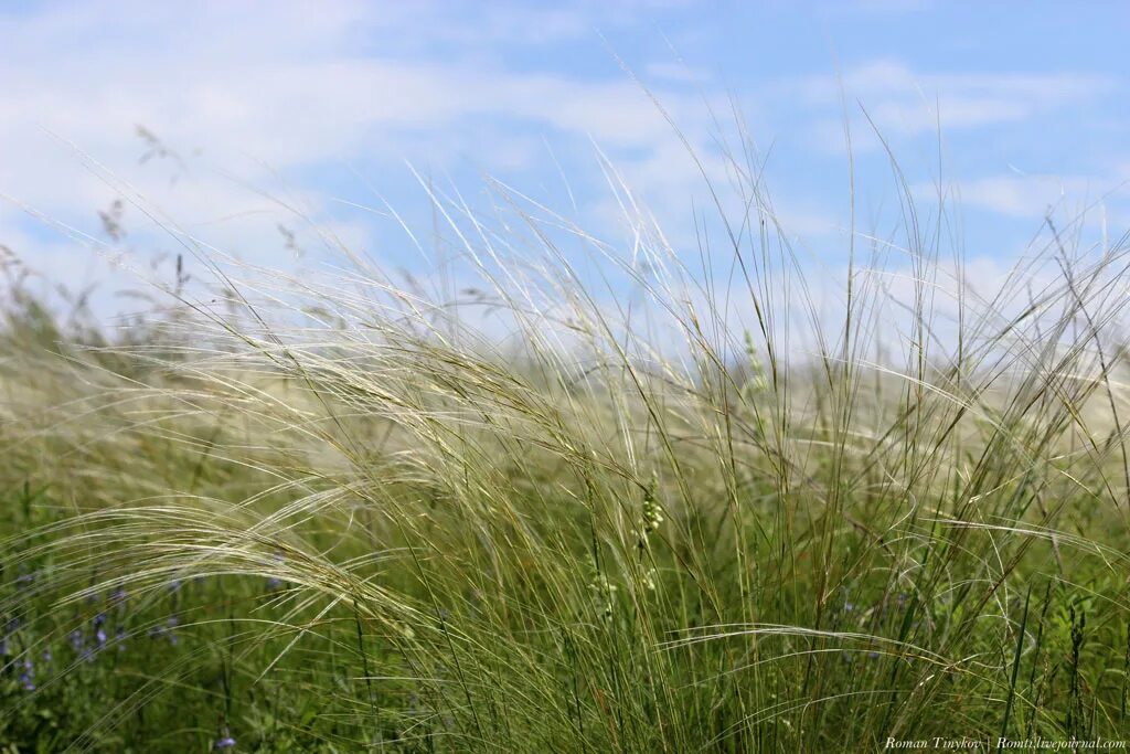 злак ячмень гривастый. овсяница готье (festuca. степной ковыль в крыму. злак мискантус сахароцветковый. мюленбергия волосовидная.