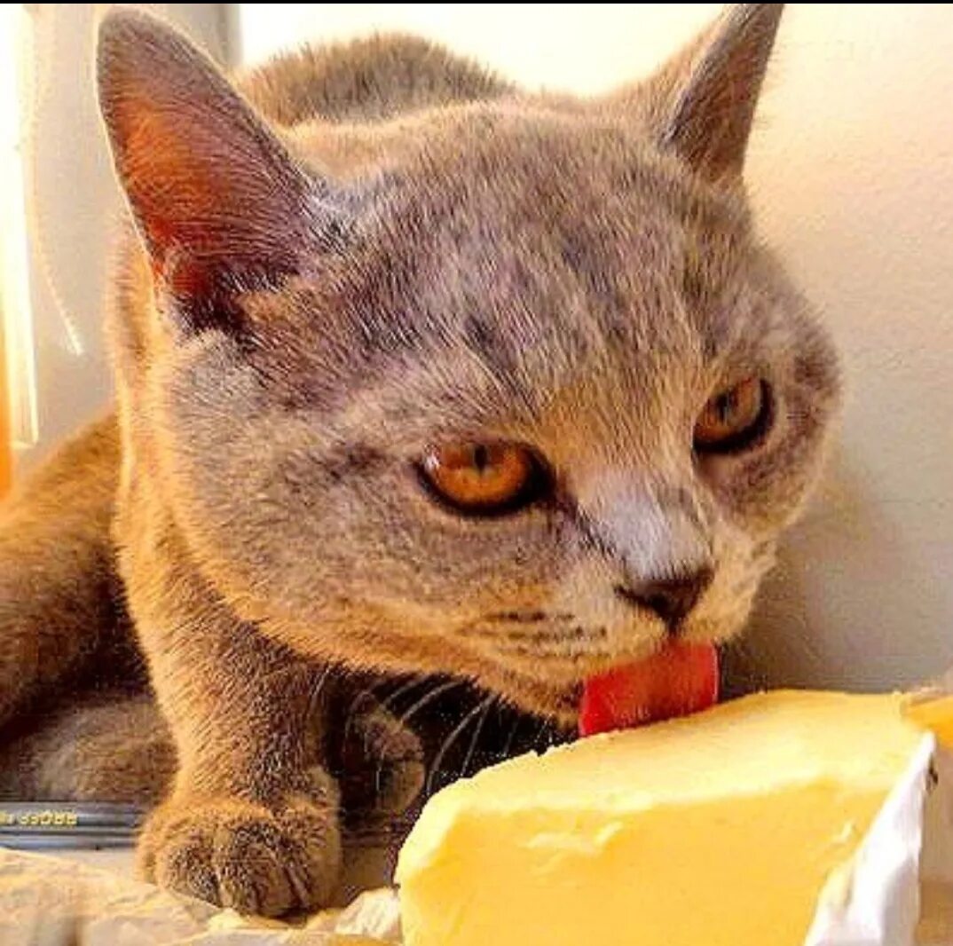 Котик мороженое. Кот ворует. Масло сливочное с котиком. Кот ест семечки. Натюрморт с котиком.