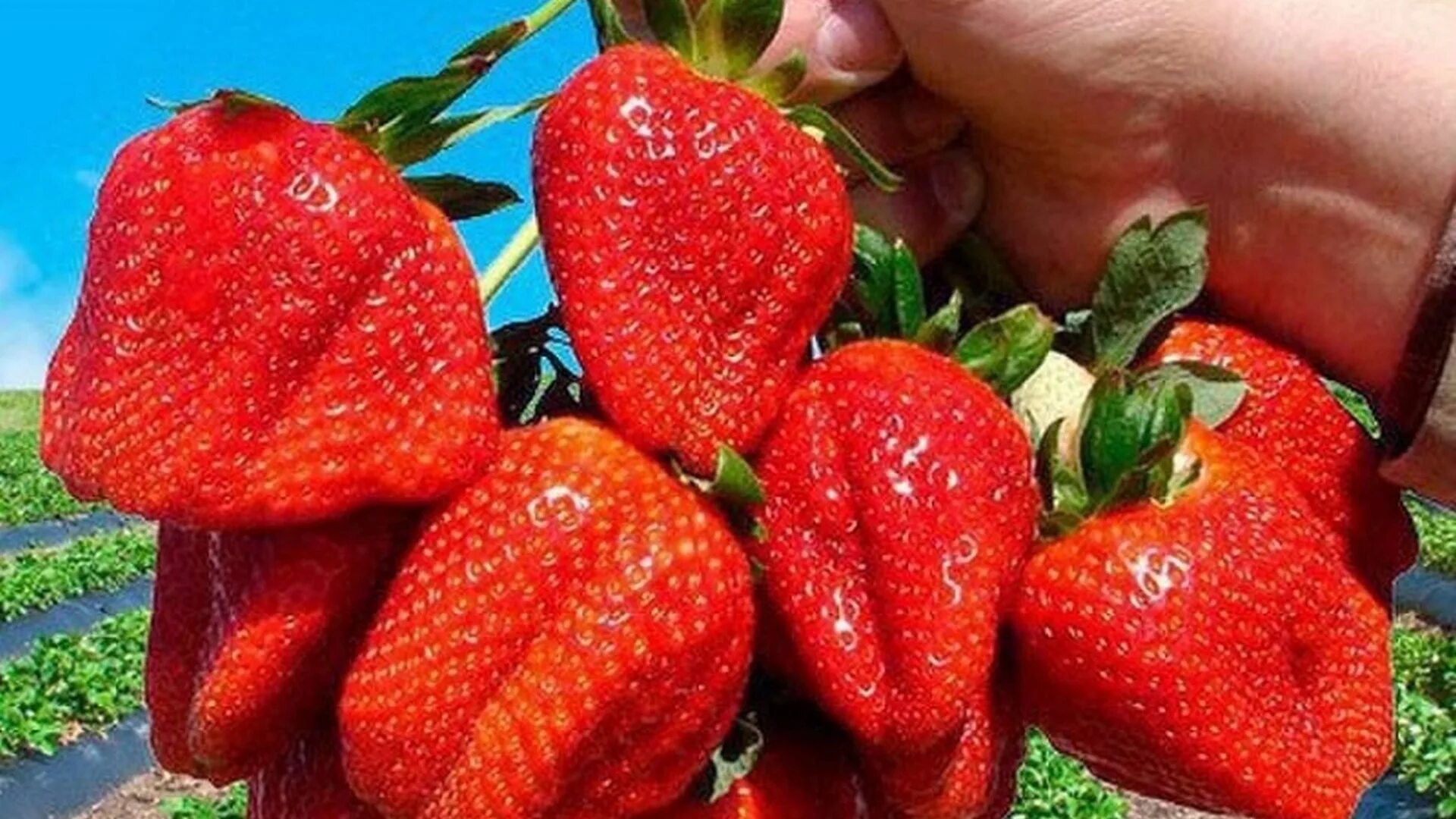 Какую клубнику посадить лучшие сорта