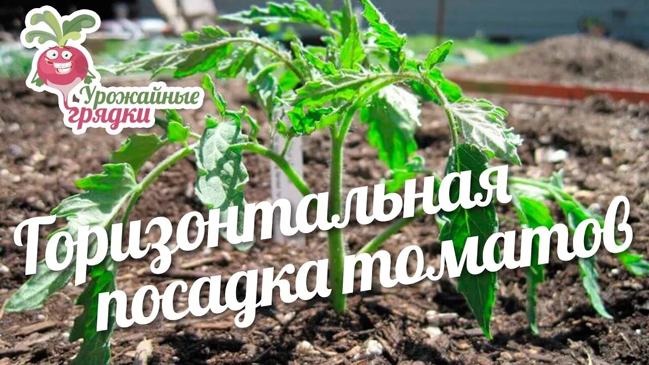 Посадка томатов лежа в теплице. Высадка рассады томатов «лежа». горизонтальная посадка томатов. сажать помидоры лежа. посадка рассады томатов лежа.