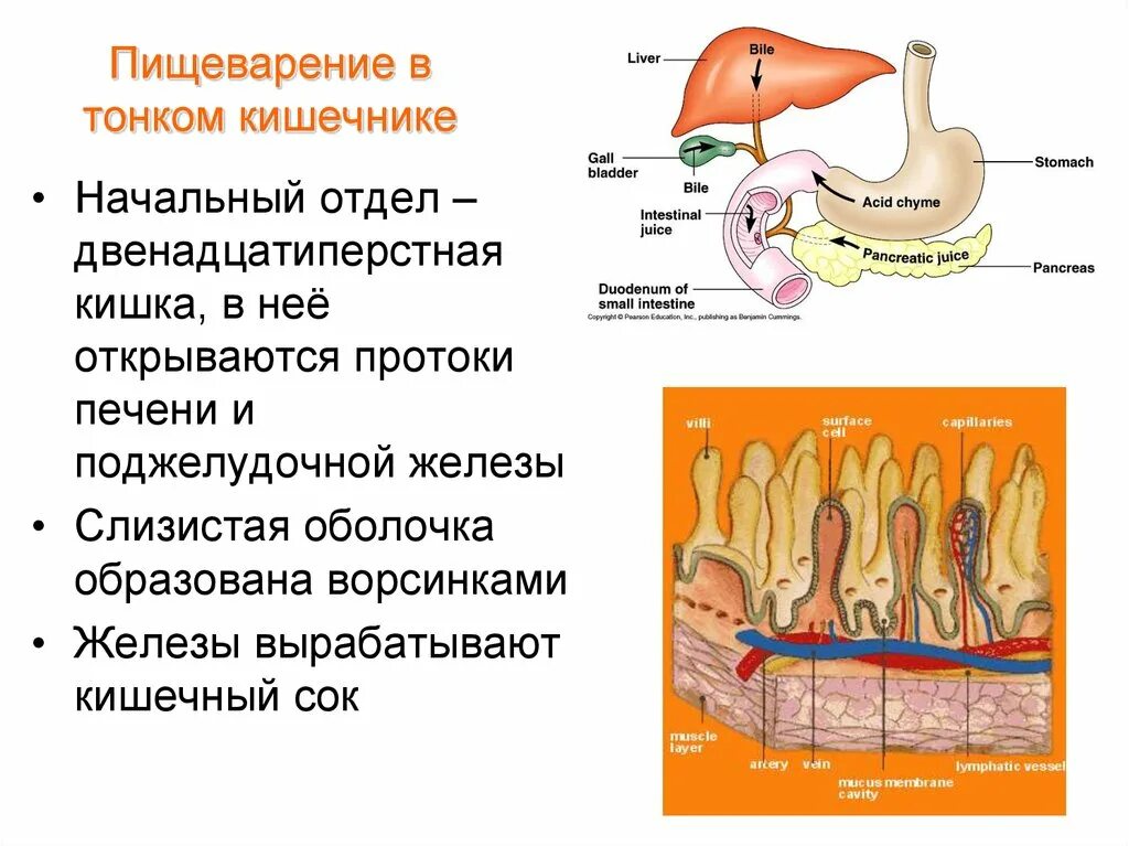 В тонкую кишку открываются протоки. Пищеварение в тонком кишечнике. Пищеварение в тонком кишечнике анатомия. Переваривание в тонком кишечнике. Пищеварение в тонкой кишке.