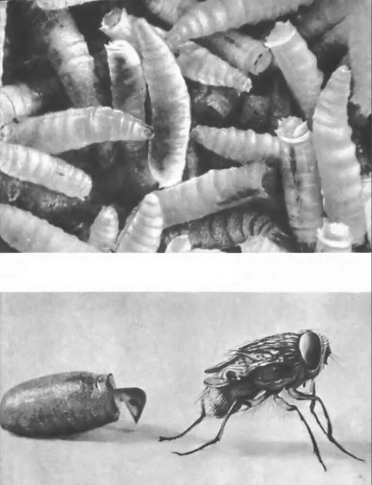 Имаго кожееда. Безголовые личинки мухи. Diptera личинки. Двукрылые отряд метаморфоз. Личинки двукрылых насекомых.