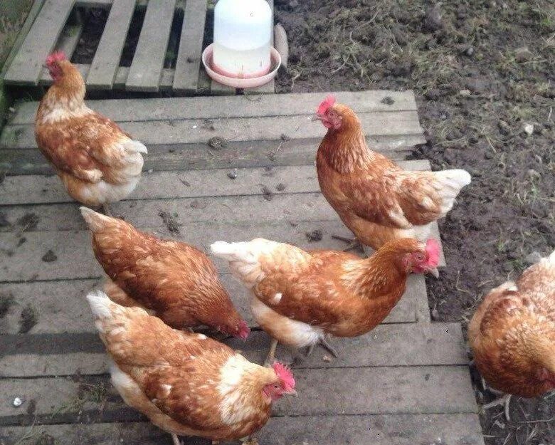 Курица на продажу, цена 309 руб. купить в Димитровграде