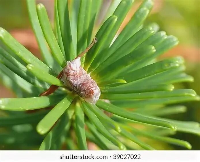 Pine up. Pine up