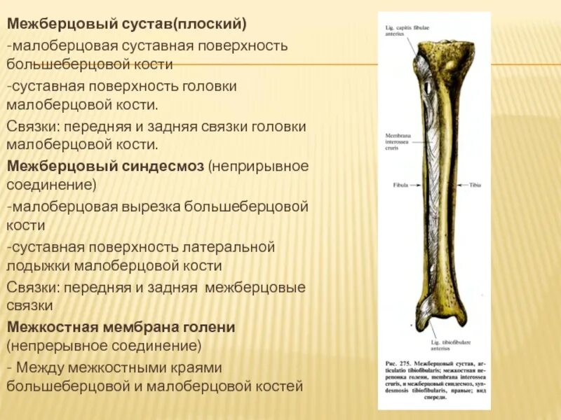 Соединение бедренной и берцовой кости. Суставная поверхность малоберцовой кости. межберцовый синдесмоз классификация. задняя связка головки малоберцовой кости. сустав головки малоберцовой кости и большеберцовой кости.