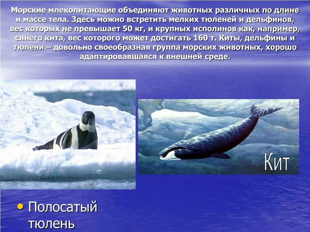 В какой класс объединяют животных имеющих. Всемирный день защиты морских млекопитающих. Млекопитающие морские животные. Всемирный день китов. День морских млекопитающих 19 февраля.