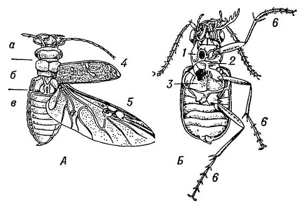 Майский жук (летающая вертушка). Отряд жесткокрылые майский жук. Функции крыльев майского жука. Крылья жуков строение. Перепончатокрылые строение крыльев.