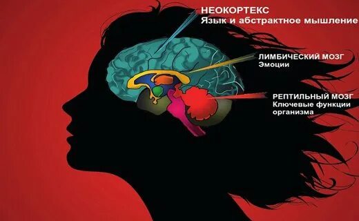 Мозг человека строение рептильный неокортекс. Неокортекс и лимбическая система. Рептильный мозг лимбический мозг и неокортекс. Неокортекс функции. Рептильный мозг неокортекс