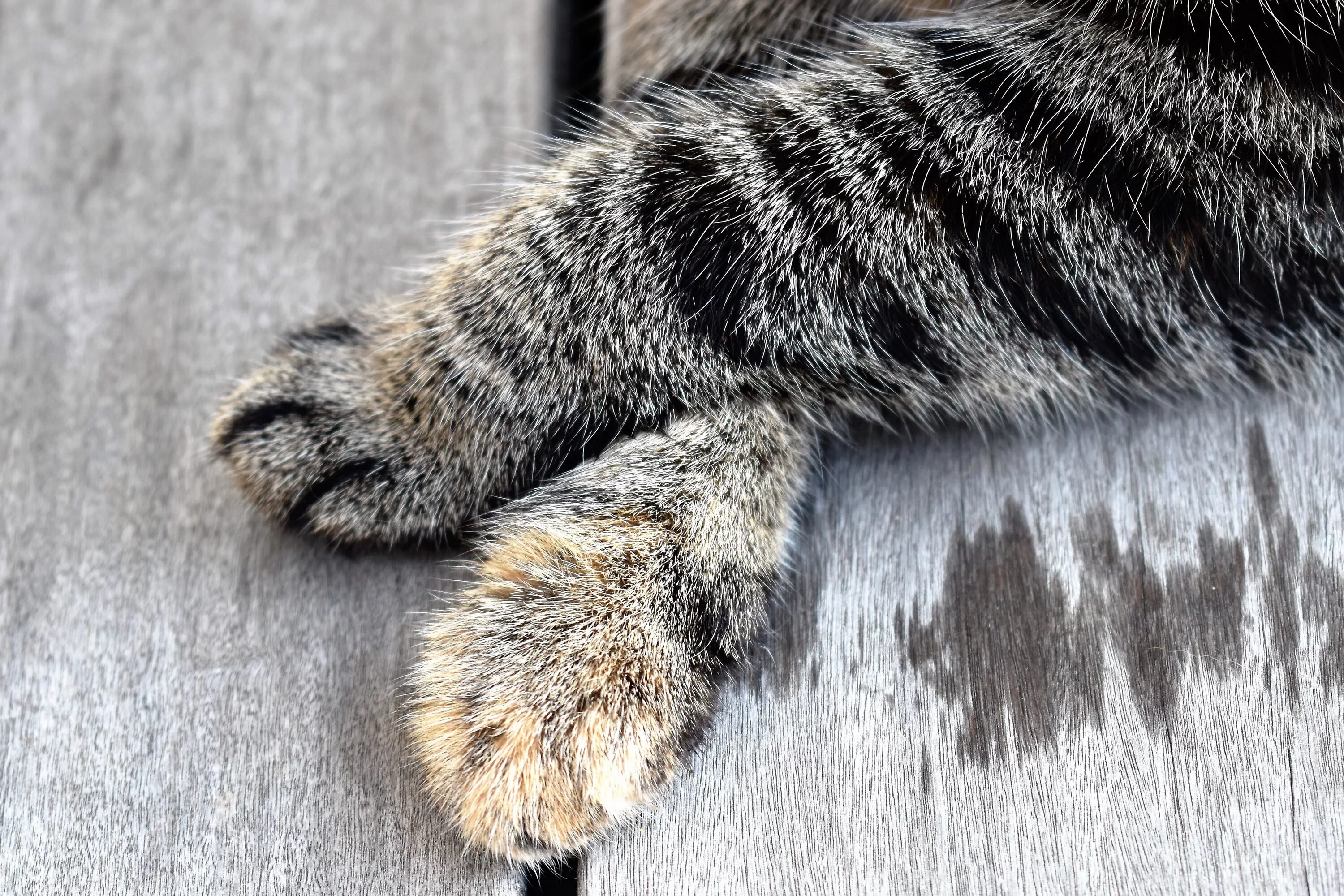 Кот кладет лапу на лапу. Кошачья лапка. кот полосатые лапы. кошачья шерсть. мех кошки.