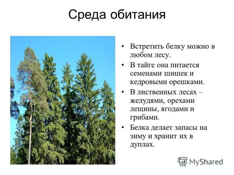 Приспособление растительности в тайге. Приспособленность растений в тайге. Растительный мир в тайге, их приспособления. Приспособленность животных в тайге. Приспособление тайги среды.