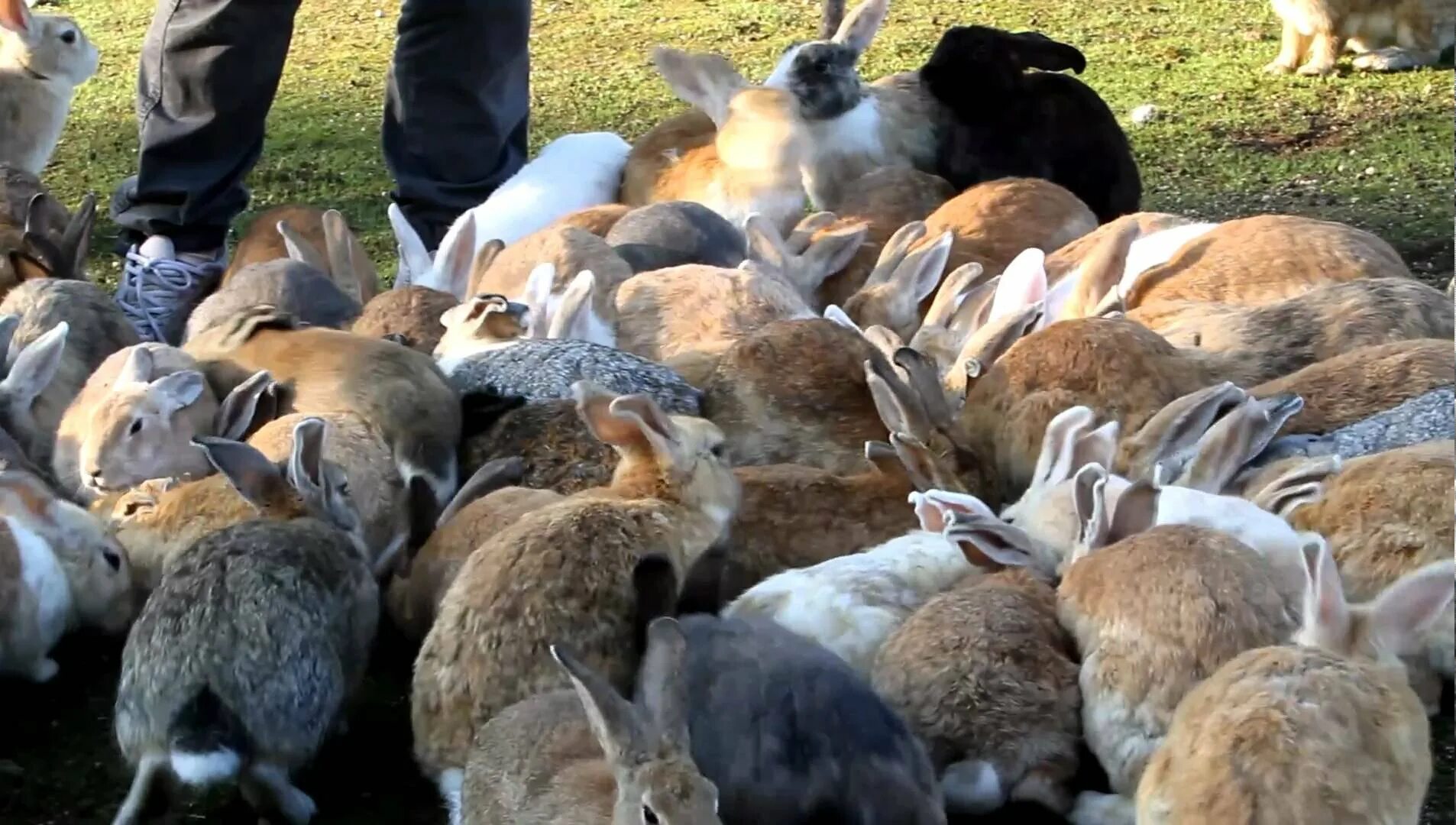 В питомнике живет несколько кроликов разного. Кролики в Австралии Нашествие. Остров Окуносима Япония. Остров кроликов Окуносима. Дикий австралийский кролик.