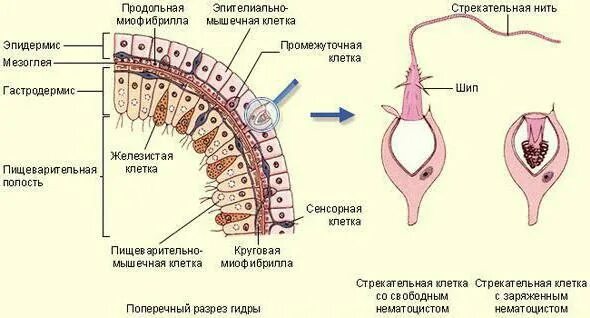 Типы клеток эктодермы гидры. Тело гидры в разрезе строение. срез клеток гидры. строение эктодермы гидры. внутреннее строение гидры поперечный срез.