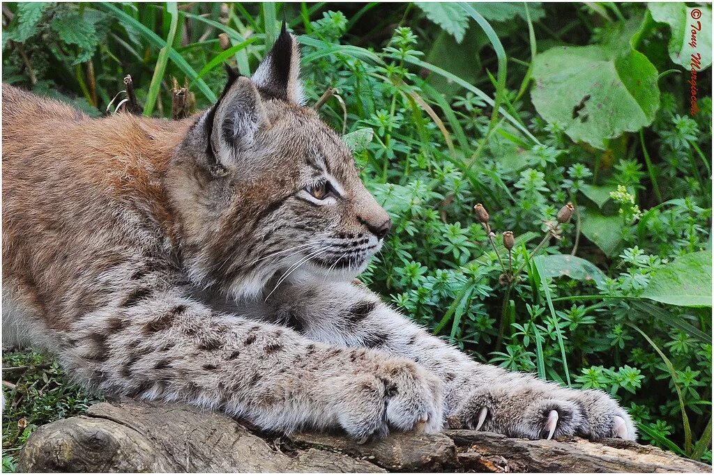 Рысь млекопитающее. Обыкновенная рысь. рысь обыкновенная (лат. lynx lynx). гималайская рысь. обыкновенная сибирская рысь.