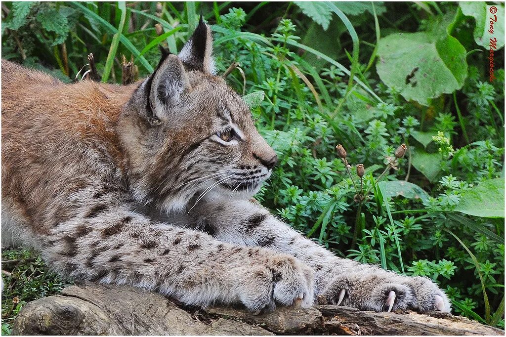 Обыкновенная Рысь. Рысь обыкновенная (лат. Lynx Lynx). Гималайская Рысь. Обыкновенная Сибирская Рысь. Рысь с подскакиванием 6