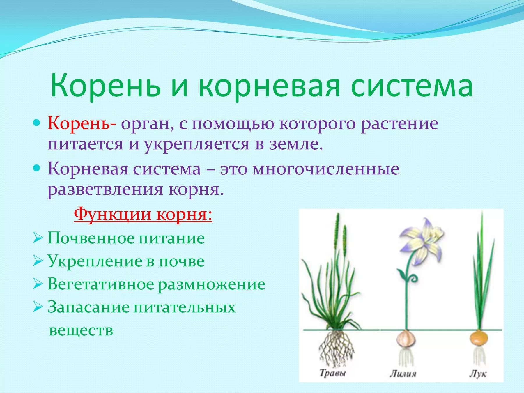 Какой тип корневой системы сформируется если луковицу. Системы органов растений. Корневая система. Органы растений корень. Органы и системы органов растений.
