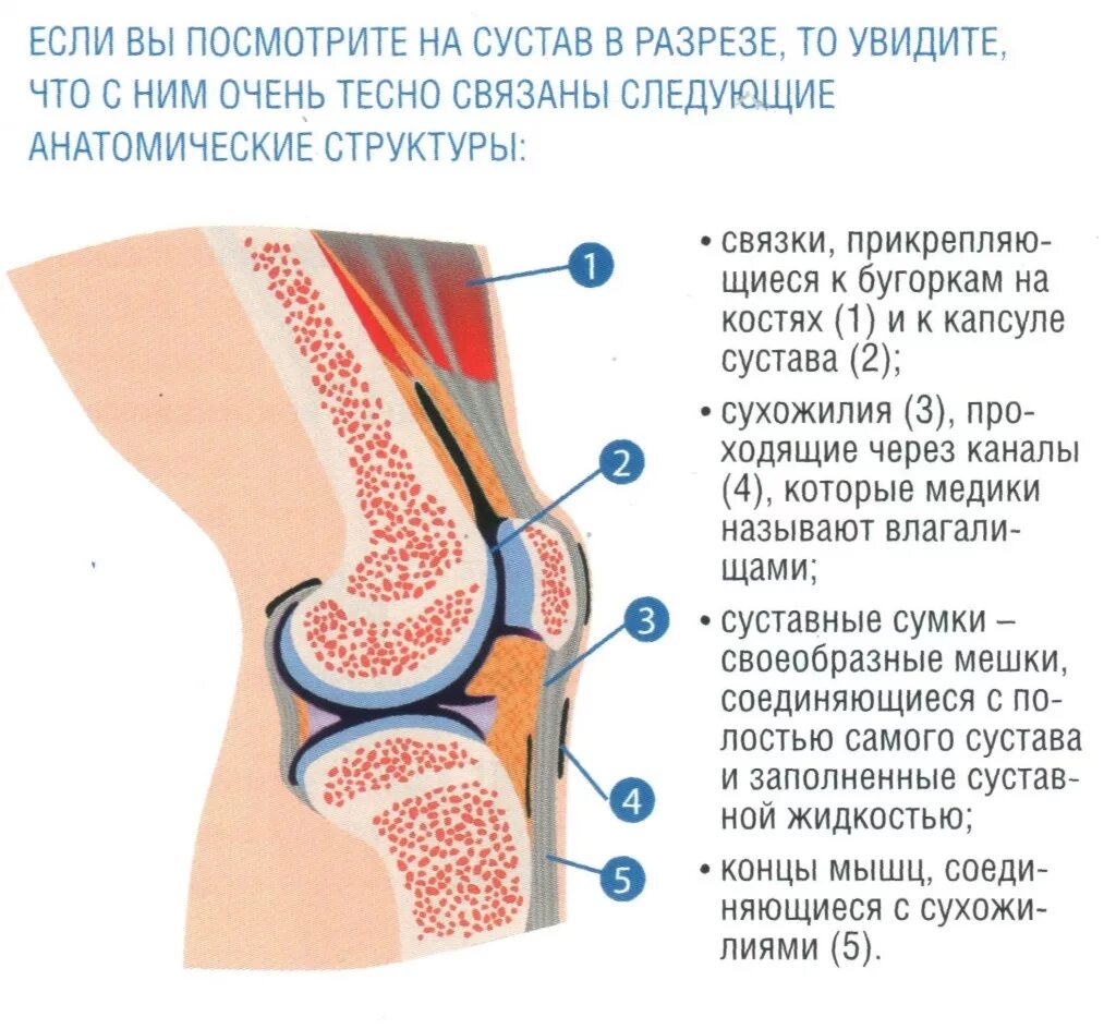 Боль в тазобедренном суставе к какому врачу