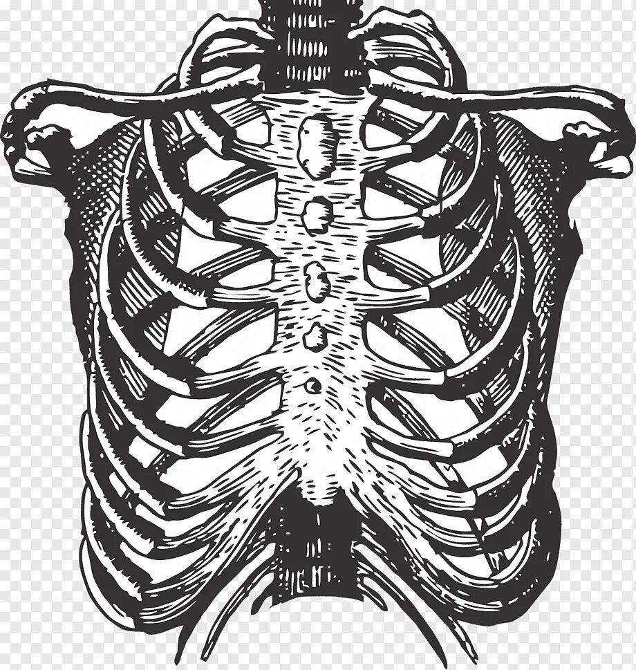 Грудная клетка анатомия 10 ребро. Скелет ребра. 1v ребро. Ребра скелет анатомия.