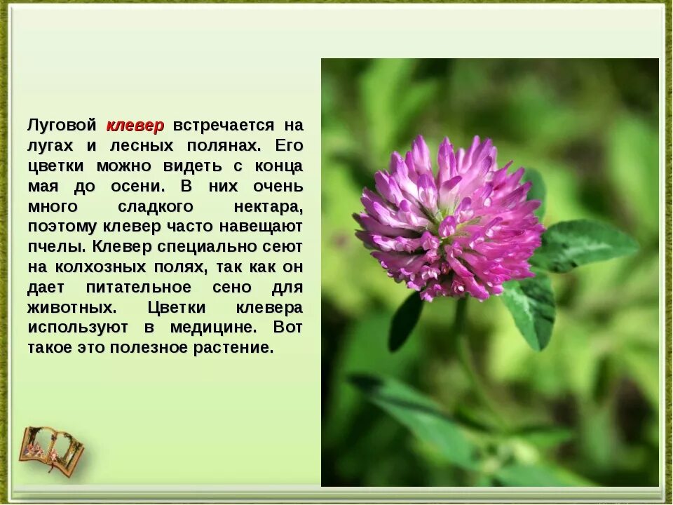 Подцарство растения Клевер Луговой. Цветение красного клевера. Лечебное растение Клевер. Клевер Луговой характеристика.