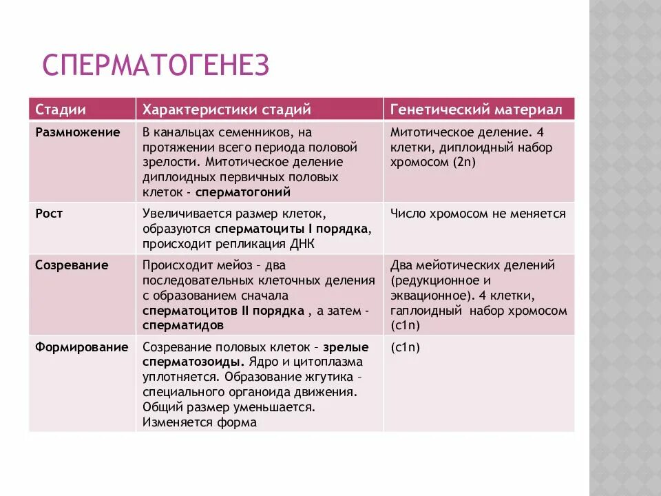 Сперматогенез описание процесса. Стадии сперматогенеза характеристика. Охарактеризуйте основные стадии сперматогенеза. Охарактеризуйте стадии сперматогенеза. Охарактеризуйте периоды сперматогенеза.