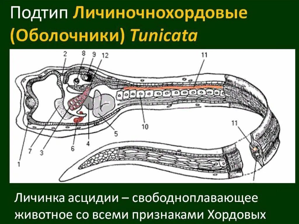 Сообщение о личиночно хордовых. Оболочники хордовые. личиночнохордовые асцидии. представители оболочников хордовых. подтип оболочники (личиночнохордовые).