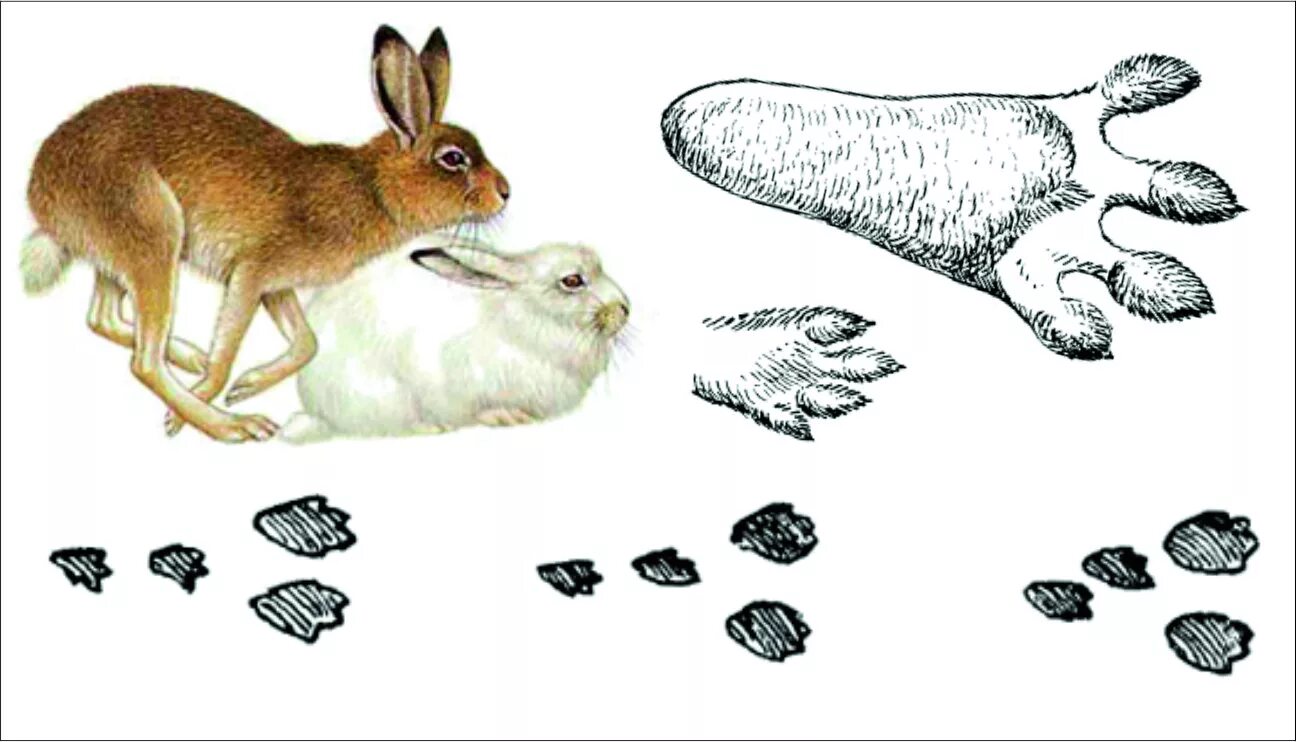 Найди 3 зайца. Следы зайца русака и беляка. Следы зайца русака. Следы зайца беляка. След зайца рисунок.