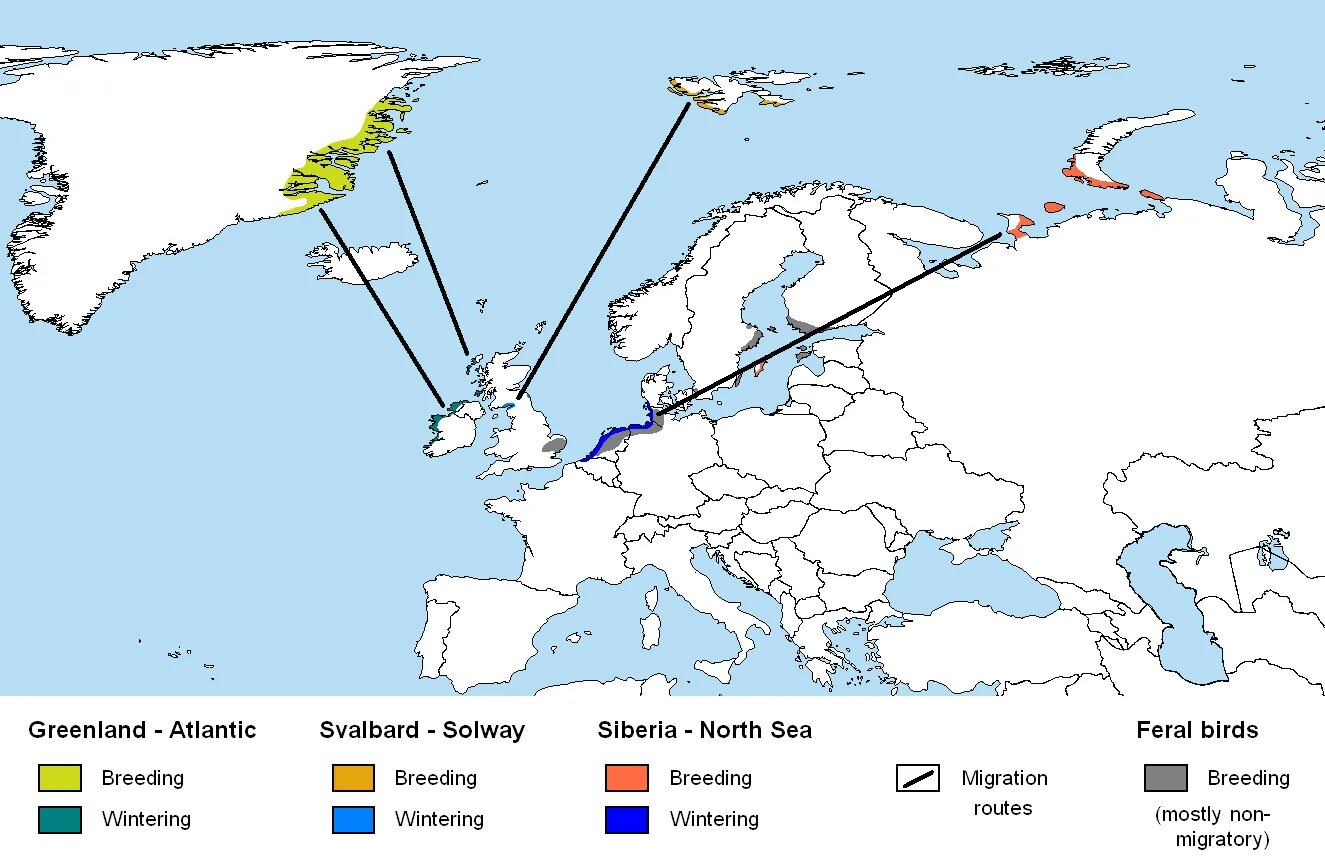 Карта пролета. Карта миграции гусей в России. Карта миграции гусей в России весной. Пути миграции белощекой казарки. Карта миграции белолобых гусей.