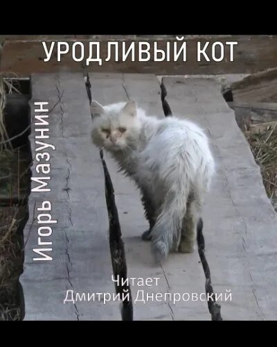 Это был просто уродливый кот микротема 2